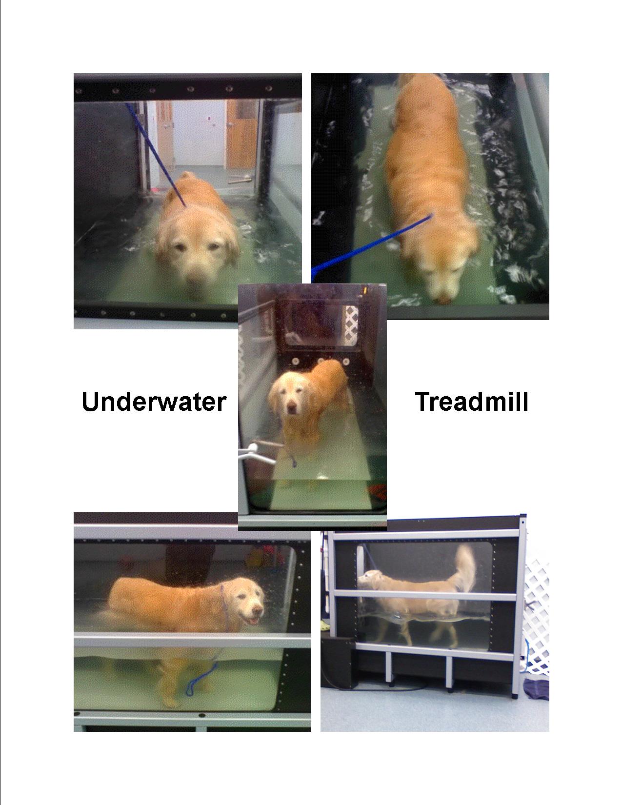 Golden Retriever in Rehab