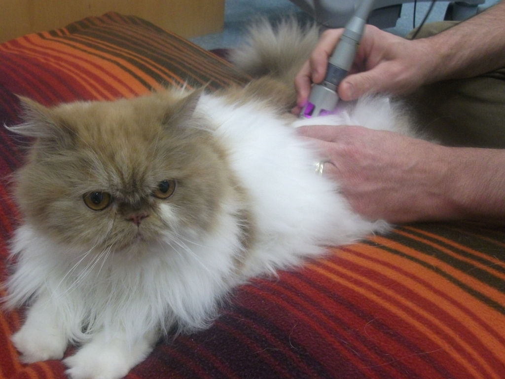 Fluffy Cat Getting Laser Therapy